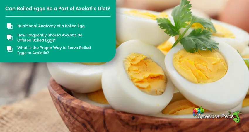 Can Boiled Eggs Be a Part of Axolotls Diet