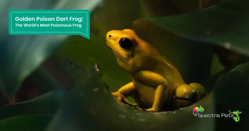 Golden Poison Dart Frog The Worlds Most Poisonous Frog