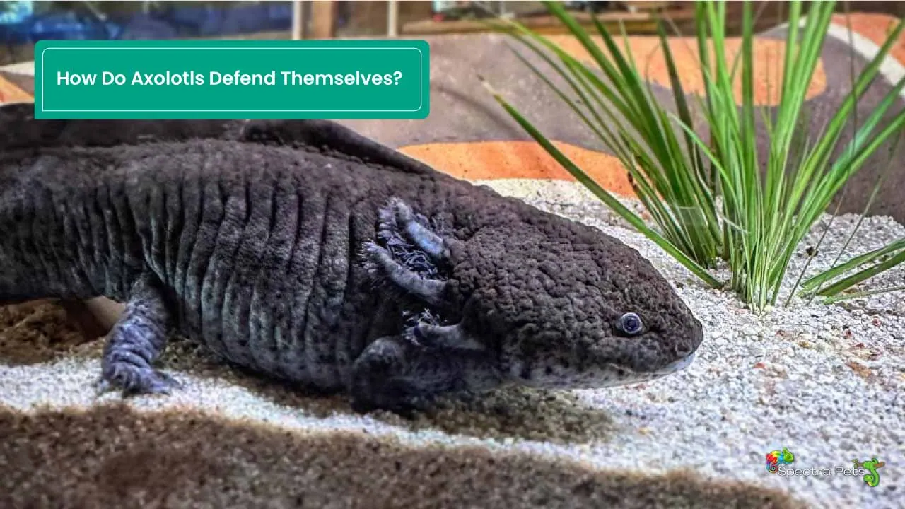 How Do Axolotls Defend Themselves? [Axolotl Survival Story]