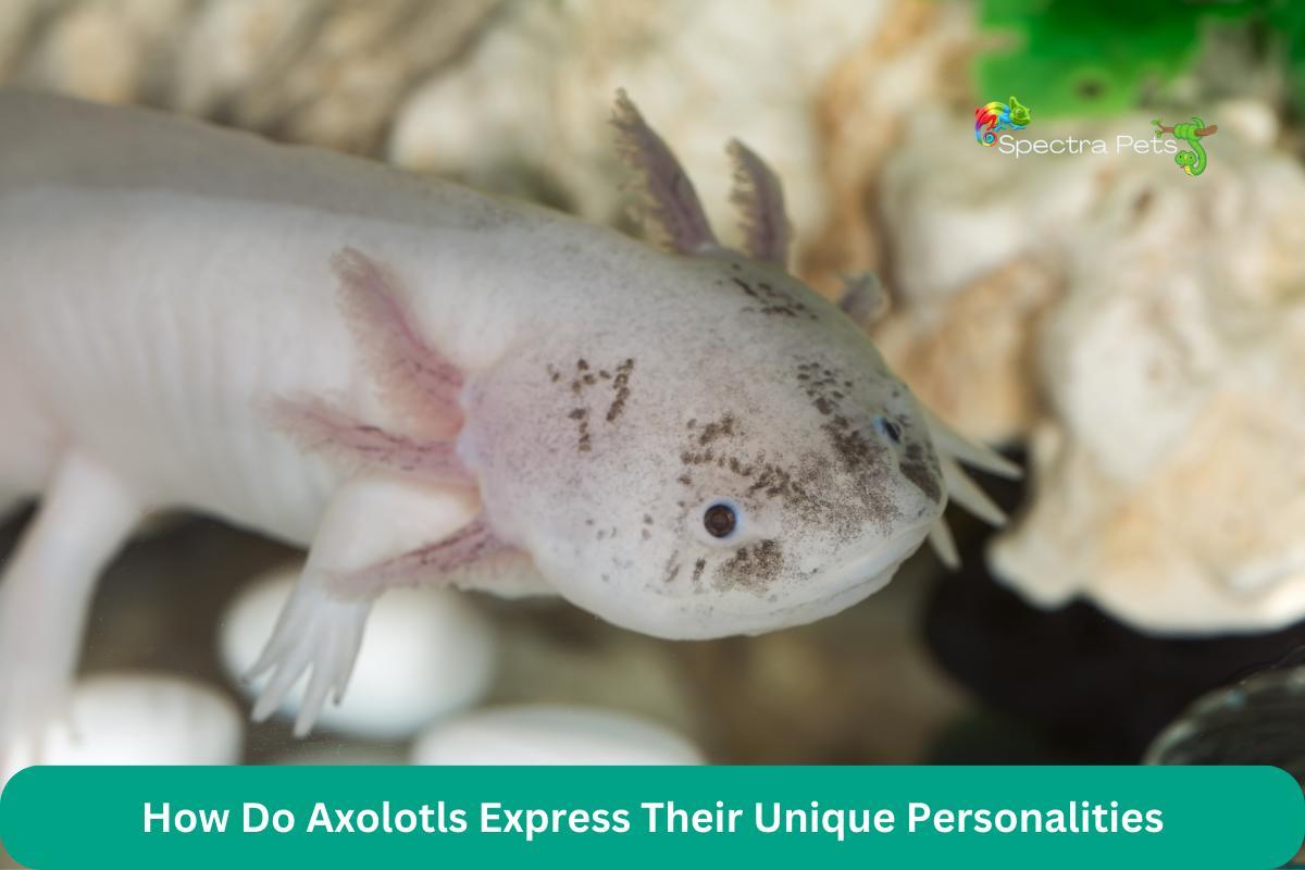 How Do Axolotls Express Their Unique Personalities