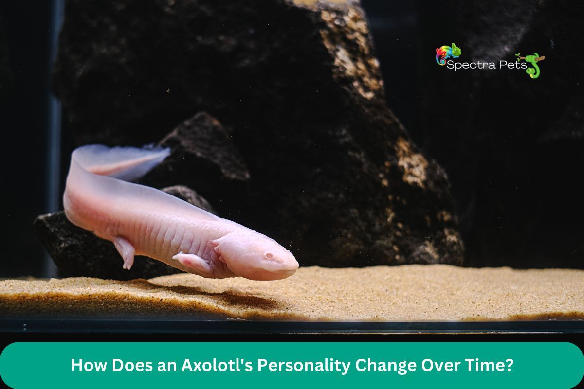 How Does an Axolotl's Personality Change Over Time