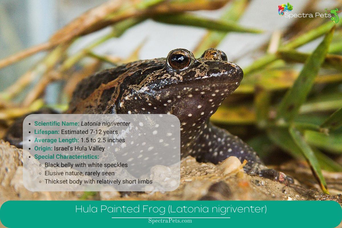 Hula Painted Frog (Latonia nigriventer)