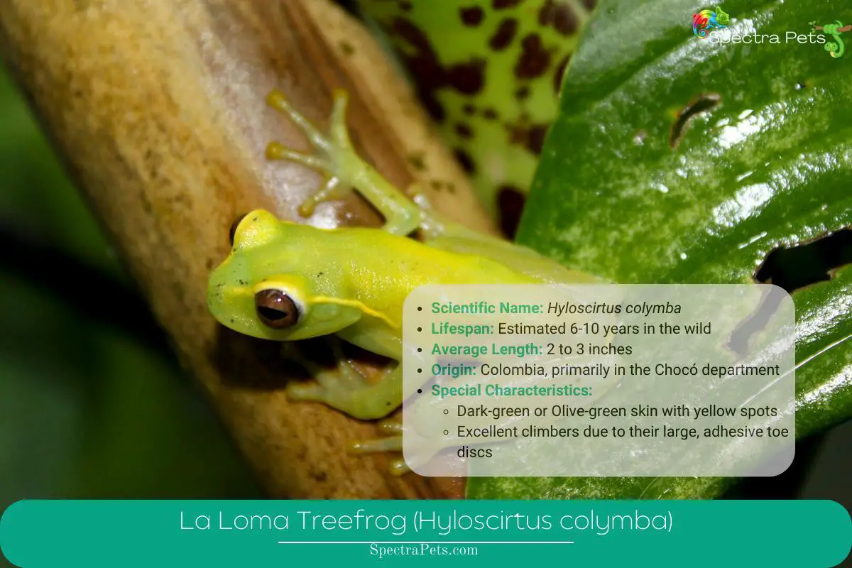 La Loma Treefrog (Hyloscirtus colymba)