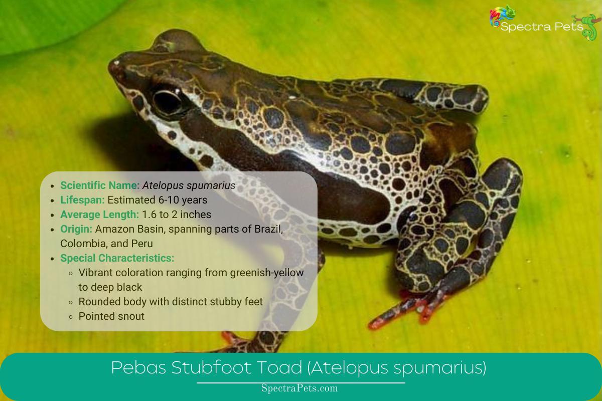 Pebas Stubfoot Toad (Atelopus spumarius)