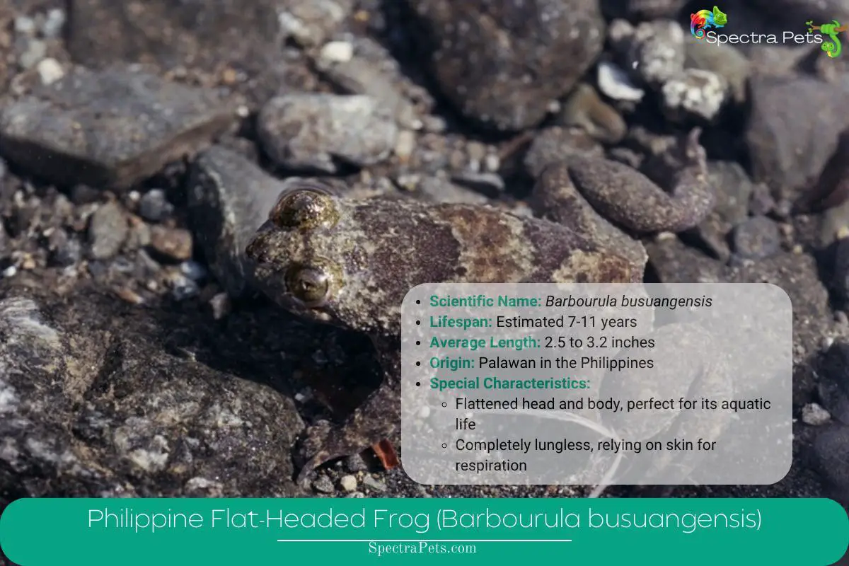 Philippine Flat-Headed Frog (Barbourula busuangensis)