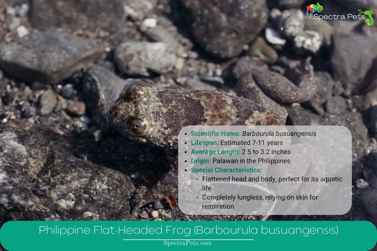 10 Rarest Frogs In The World: [Hopping Toward Extinction]