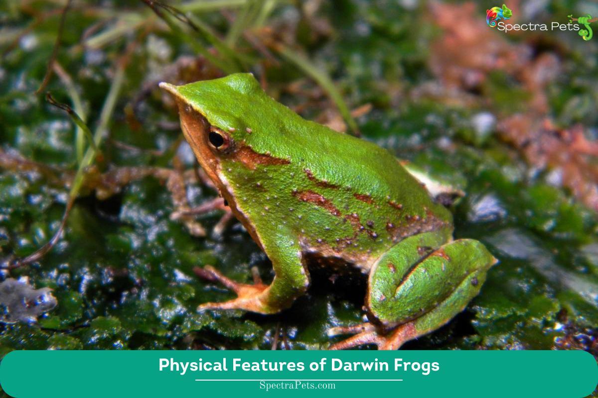 Physical Features of Darwin Frogs