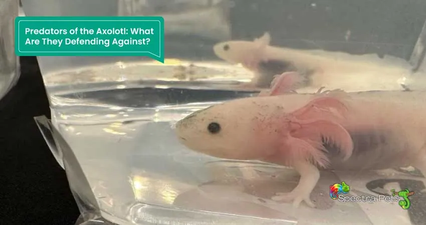Predators of the Axolotl What Are They Defending Against