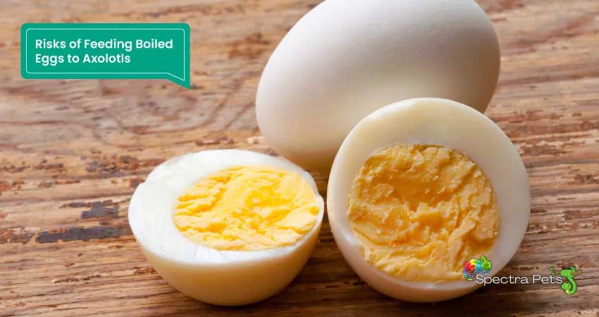 Risks of Feeding Boiled Eggs to