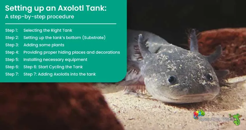 Setting up an Axolotl Tank A step by step procedure