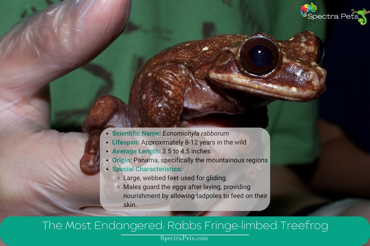 The Most Endangered Rabbs Fringe-limbed Treefrog