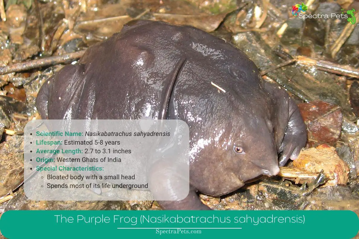 The Purple Frog (Nasikabatrachus sahyadrensis)