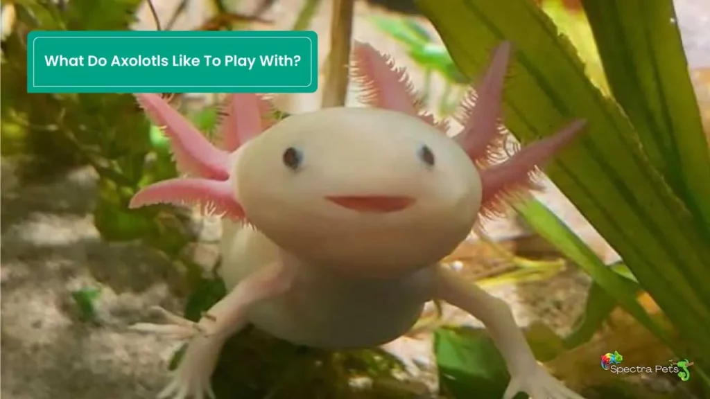 What Do Axolotls Like To Play With