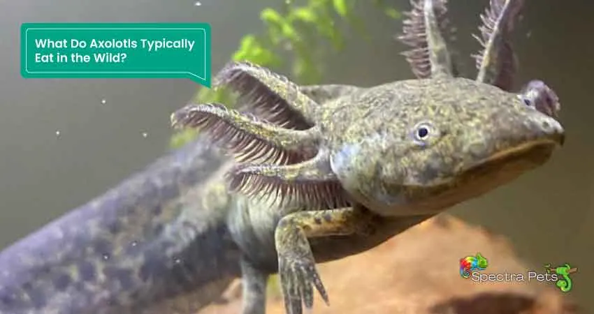 What Do Axolotls Typically Eat in the Wild