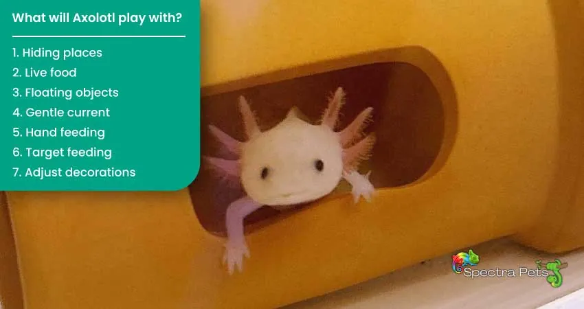 What will Axolotl play with
