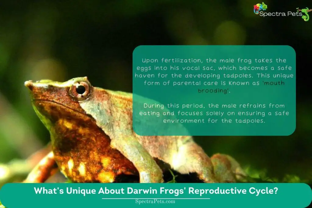 Darwin Frogs Myths & Facts About Their Toxicity