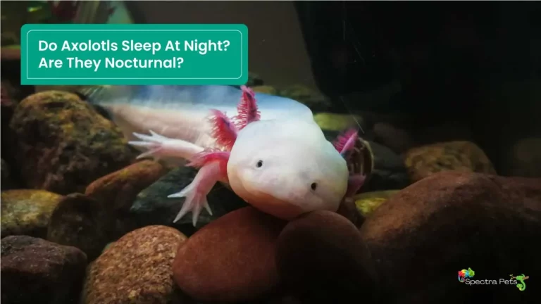 Do Axolotls Sleep At Night? Are They Nocturnal?