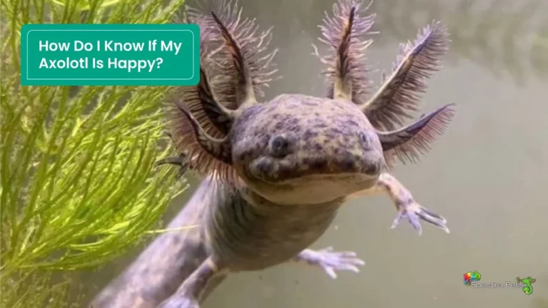 How Do I Know If My Axolotl Is Happy