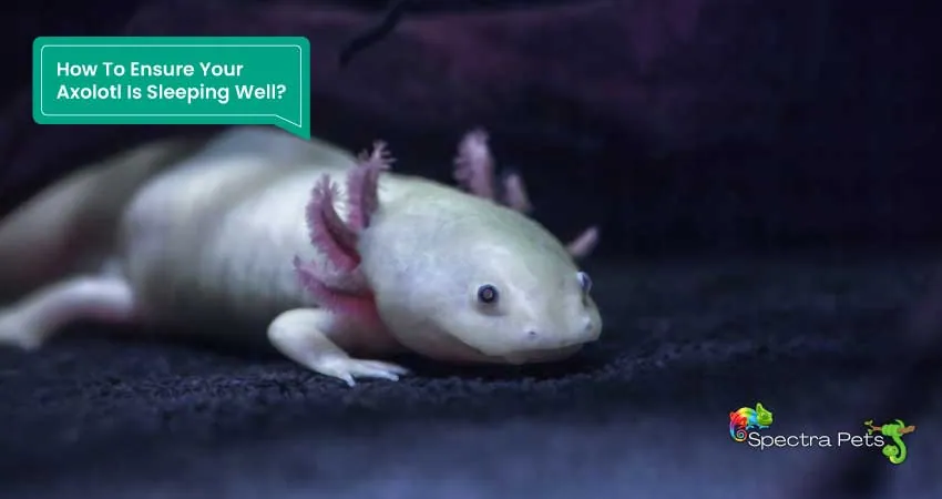 How To Ensure Your Axolotl Is Sleeping Well