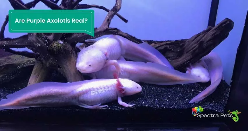 Are Purple Axolotls Real