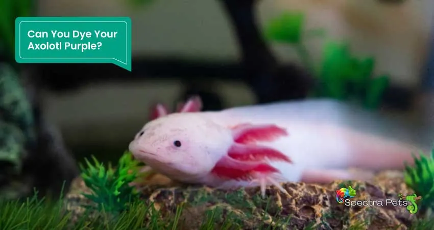 Can You Dye Your Axolotl Purple