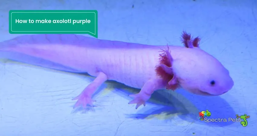 How to make axolotl purple