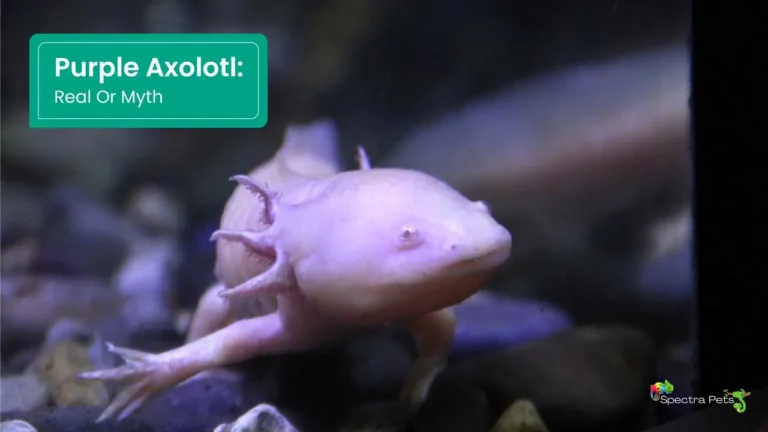 Purple Axolotl: Real or myth?