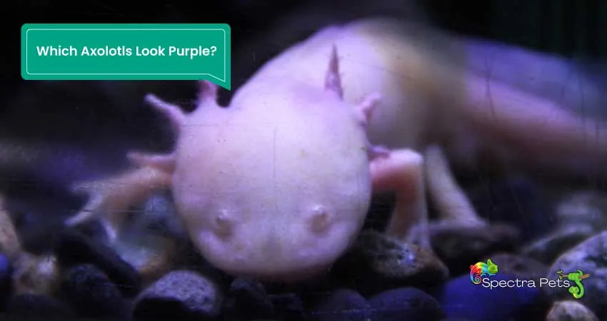 Which Axolotls Look Purple