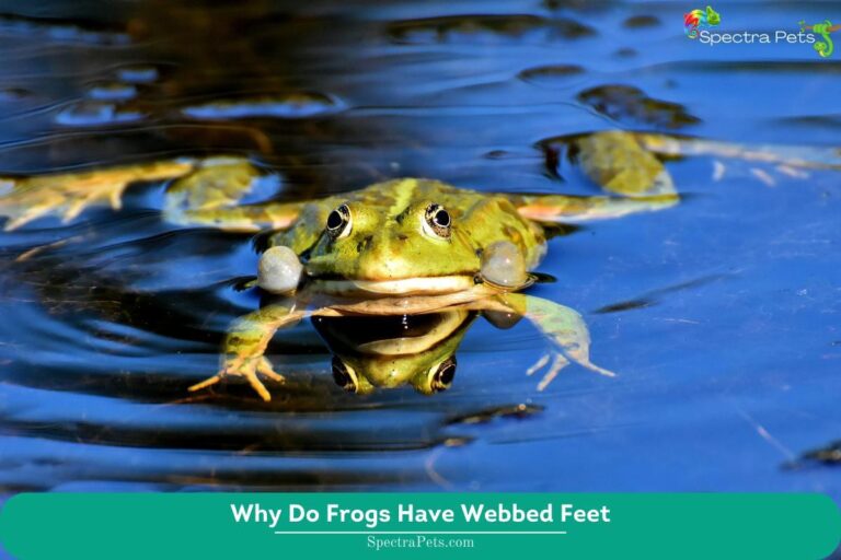 Why Do Frogs Have Webbed Feet