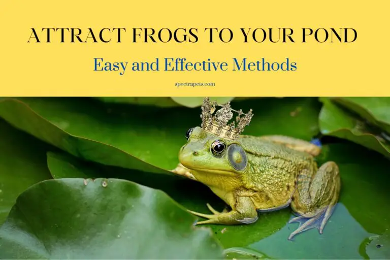How To Attract Frogs To Your Pond