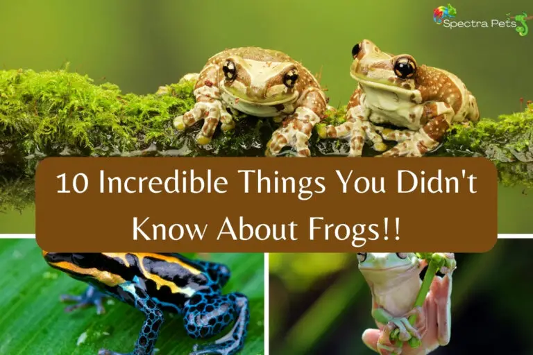 10 Incredible Things You Didn’t Know About Frogs: Fascinating and Fun Facts