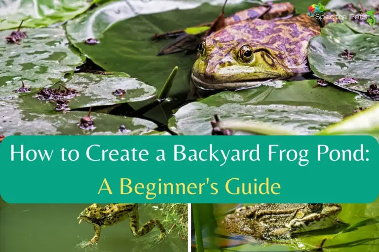 How to Create a Backyard Frog Pond: A Beginner’s Guide