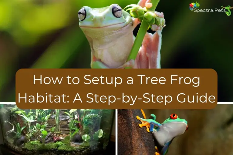 How to Setup a Tree Frog Habitat: A Step-by-Step Guide