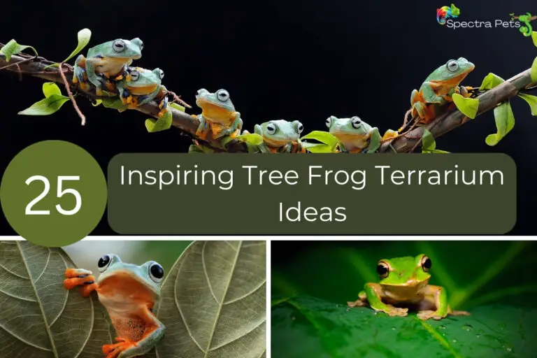 Inspiring Tree Frog Terrarium Ideas