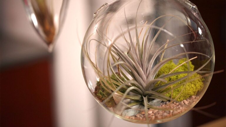 Air Plant Terrariums