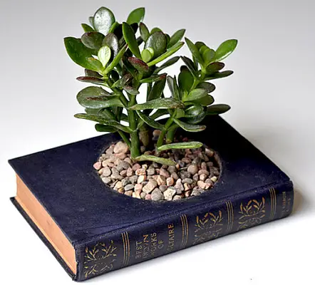 Best Terrarium Books