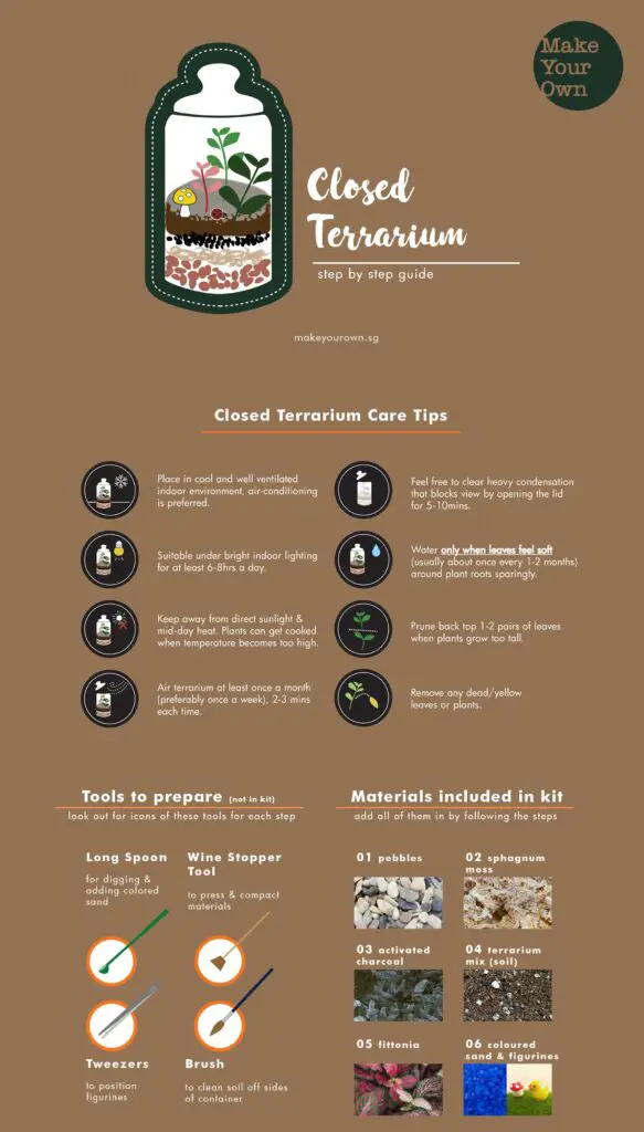 Closed Terrarium Guide Create Your Own Miniature Ecosystem