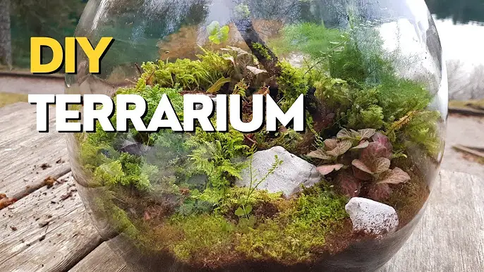 Diy Terrarium Ideas