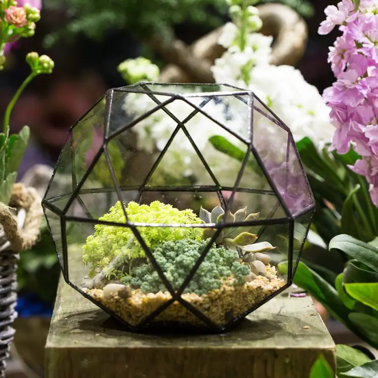 Geometric Terrarium Designs