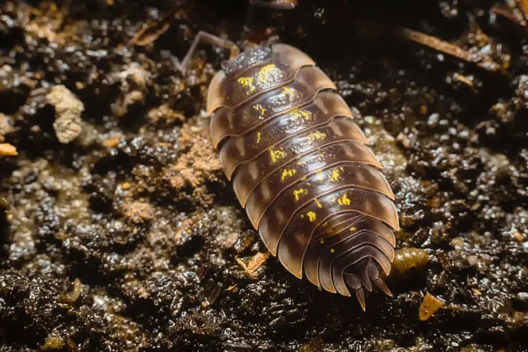 Isopods in Terrariums