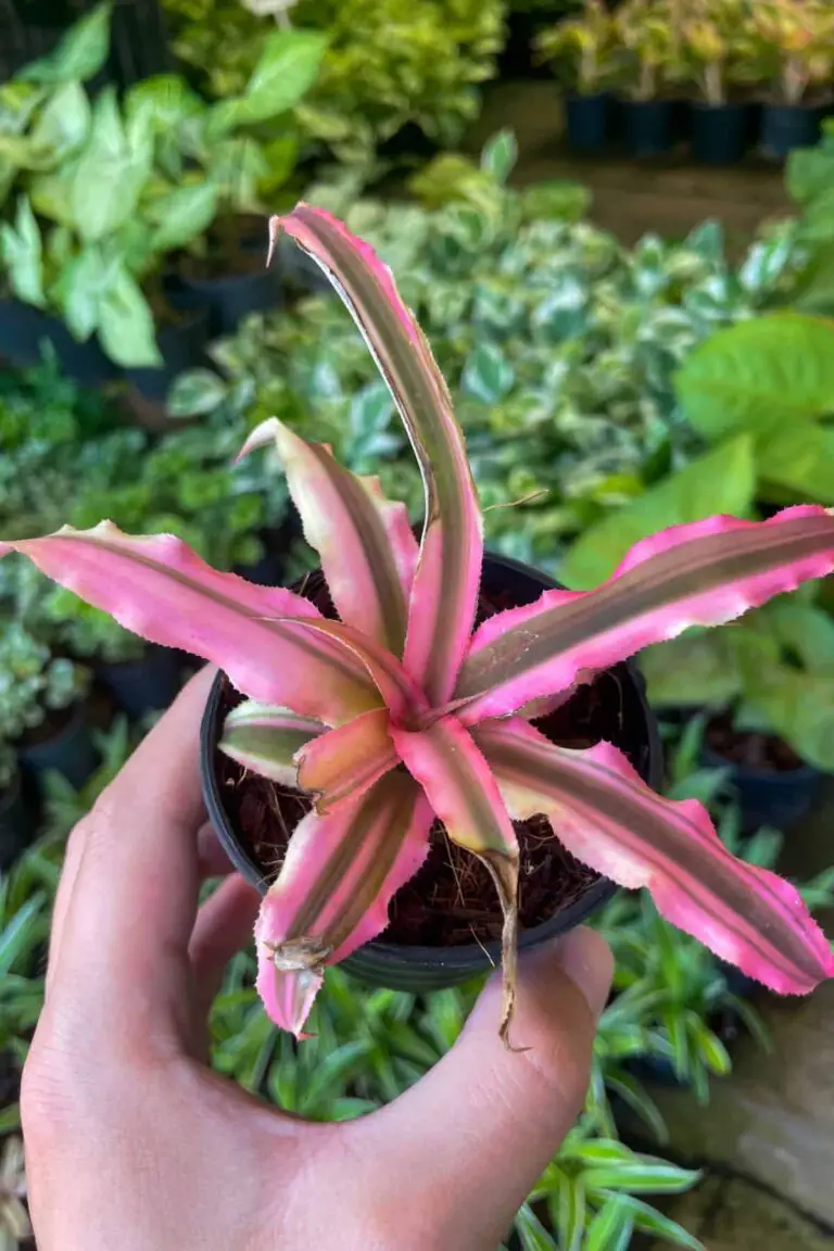 Low Light Terrarium Plants