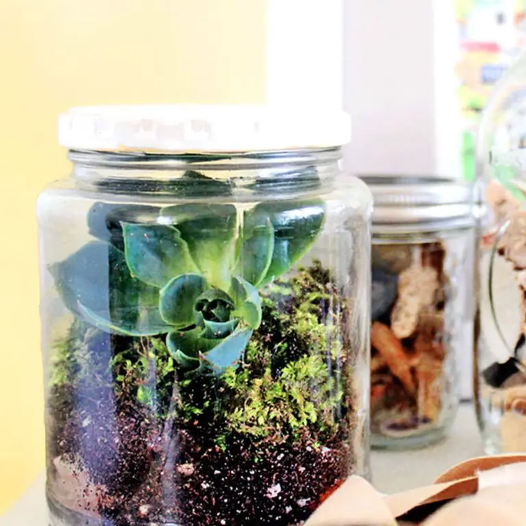 Mason Jar Terrariums