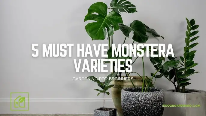 Monstera Varieties for Indoor Gardens