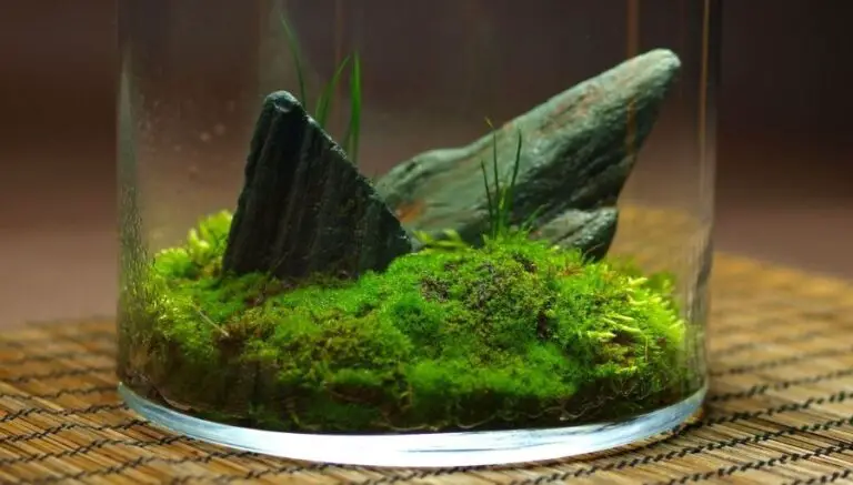 Moss Terrariums