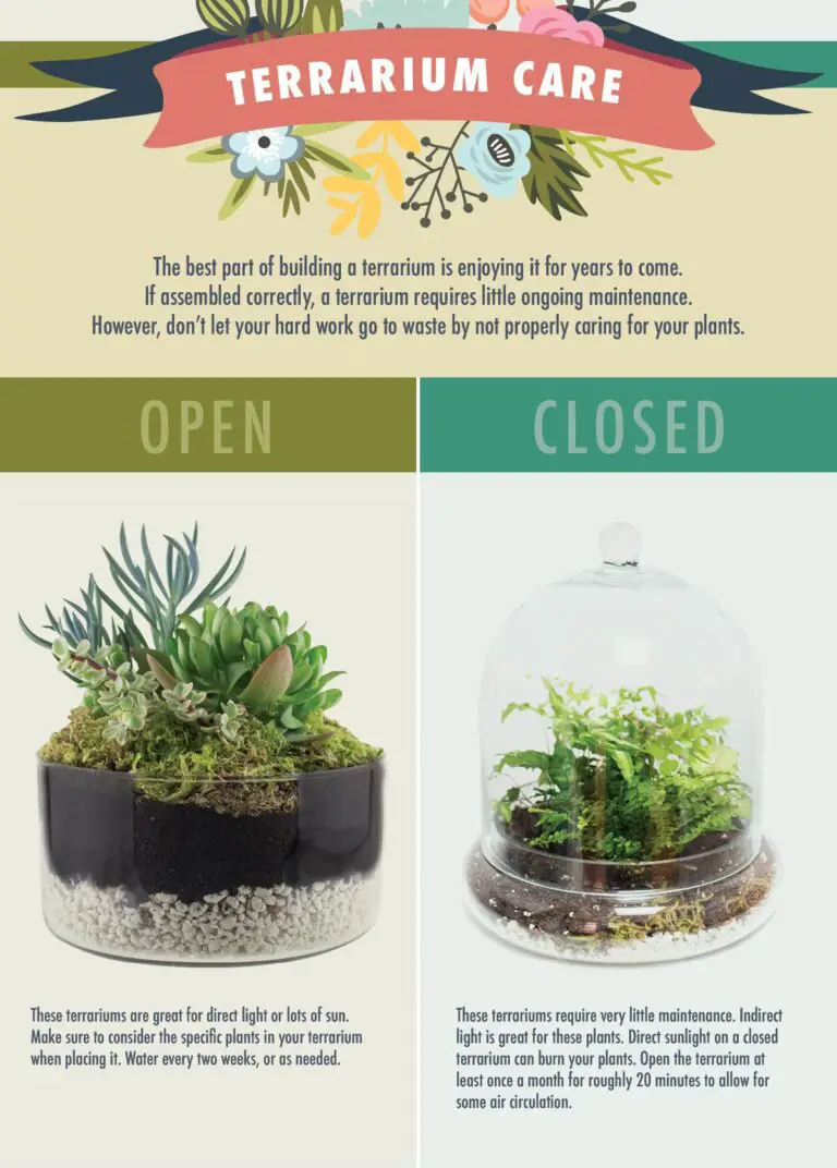 Open Vs. Closed Terrariums