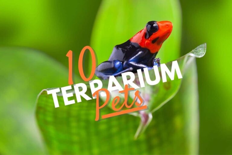 Terrarium Animals And Pets