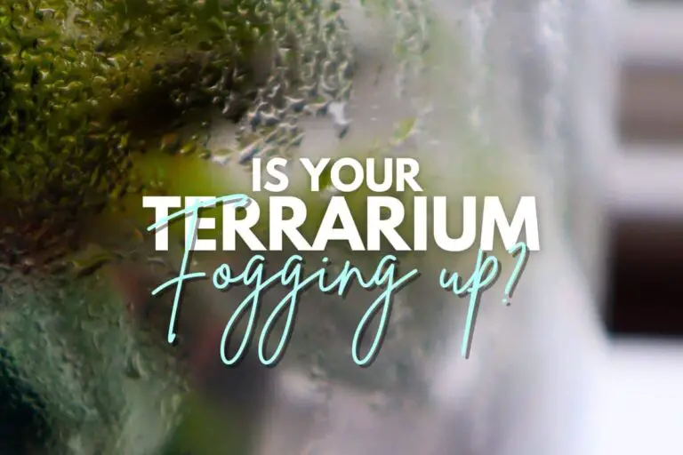 Terrarium Condensation Solutions