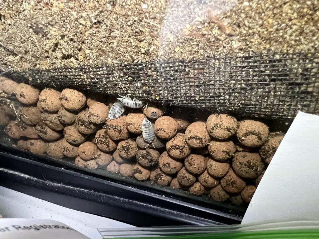 Terrarium Drainage Layers Essential Tips For Healthy Growth