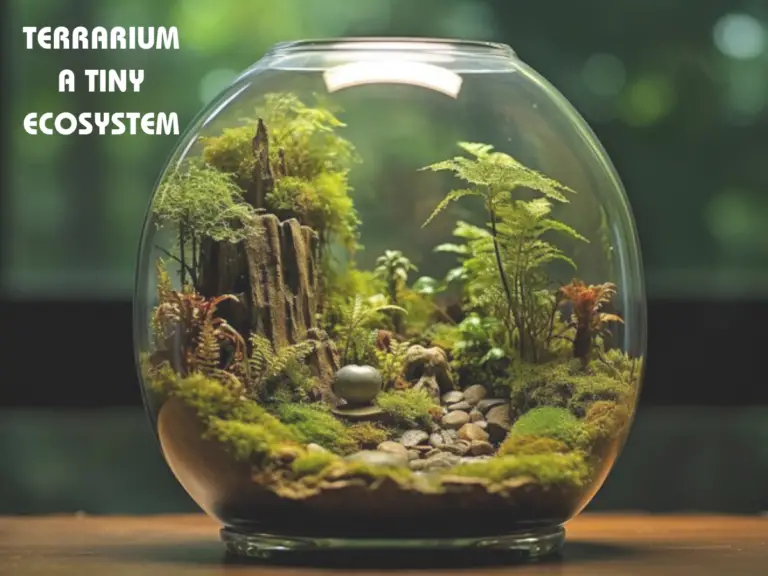 Terrarium Ecosystems