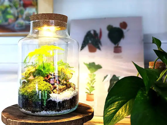 Terrarium Kits for Beginners